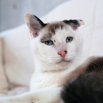 【あの人の溺愛ねこ図鑑 第11回】和田ラヂヲさんの愛猫・シャム朗はおっとりした平和主義者