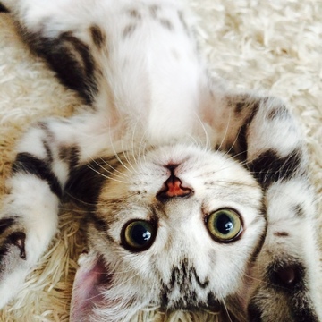 【eclatキャット】ベビーアランのベスト「ヘソ天」ショット集