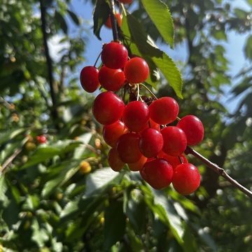 「果樹園の宝石」と呼ばれるさくらんぼ🍒のもぎ取りシーズン✨〜山形の旅〜