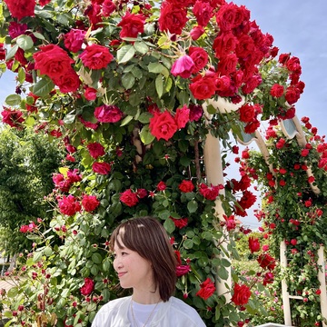 バラが美しい季節ですね〜バラの街 福山〜