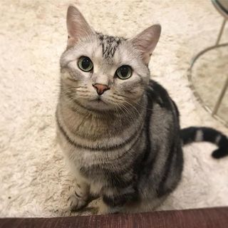 アラン、真剣なまなざしでママにお願い