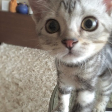 子猫のアラン、近い近い！