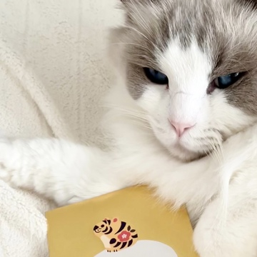 年末は『泥人魚』年始は『豪徳寺』