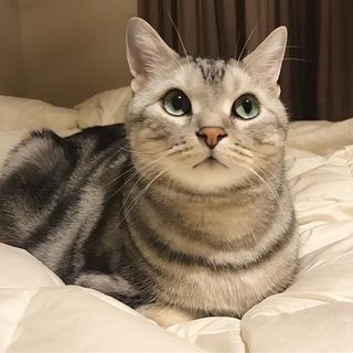 ベッドは誰のもの？