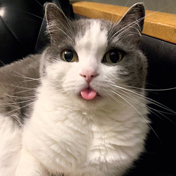 【あの人の溺愛ねこ図鑑 第29回】小谷実由さんの愛猫、しらす