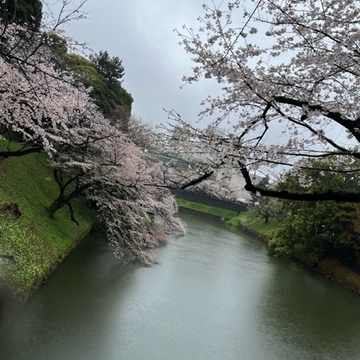 雨の中の桜