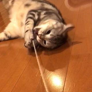 オモチャをもらったよ！