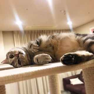 アランくんはあれに似てる脱力ポーズ⁉︎