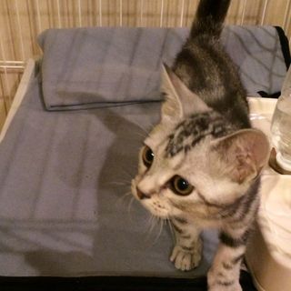 子猫のころは夜はケージでした