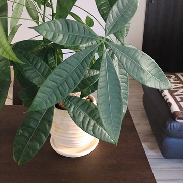 日常に癒しをプラス