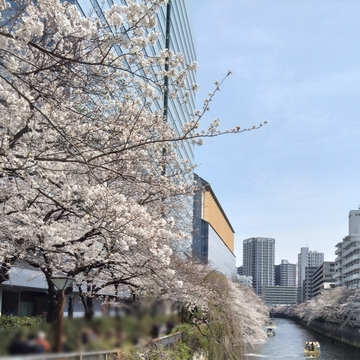 目黒川の桜