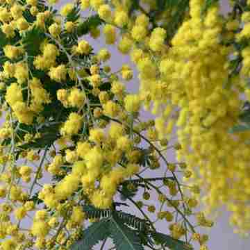 はじめまして、yoshikoです。