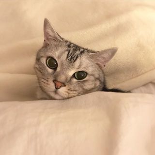 寒いですにゃね