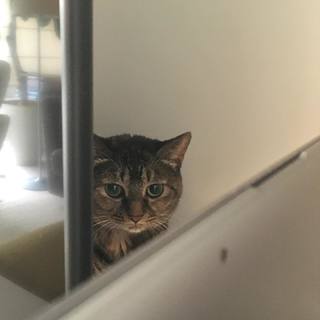 『エクラ』でねこ連載が始まりました。