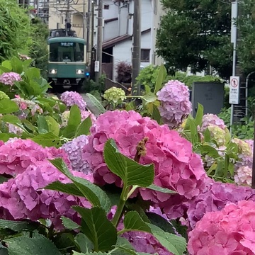 極楽寺／御霊神社の紫陽花 鎌倉あじさい巡り③