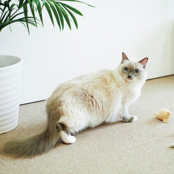 【あの人の溺愛ねこ図鑑 第13回】高橋里奈さんの愛猫・ラグドールのベル