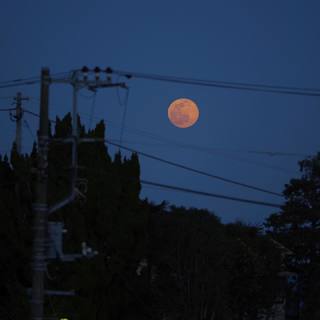 世にも珍しい、電線が主役の絵画展。