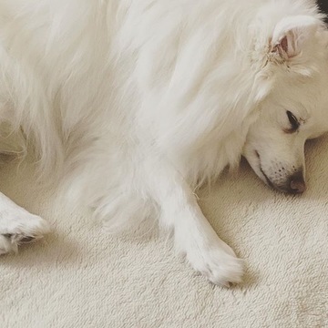 大好き！ペット②家族と会話ができる⁉ 純白スピッツ