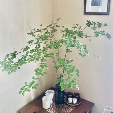 季節の枝物、香りで心地よく過ごす♪