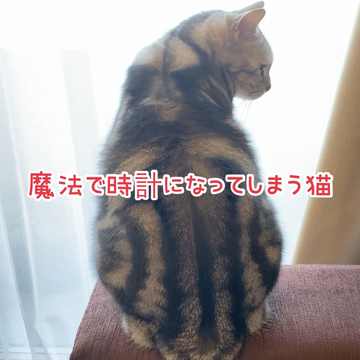 ニャンと！魔法で時計になってしまう猫⁉︎