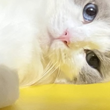 おやすみなさい