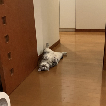 暑い日には猫が部屋に落ちている