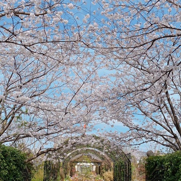 春のイングリッシュガーデンでお花見