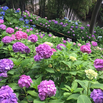 紫陽花を愛でる　その２