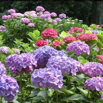 「筥崎宮あじさいまつり」