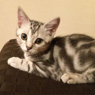 ベビーアラン、生後2.5ヶ月の頃