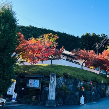 絶景！《宝徳寺の床もみじ》