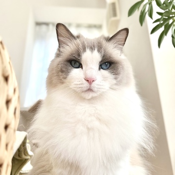 下の子🐈シャンプーに行く