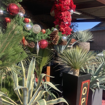 プチ・クリスマス気分を味わいに出かけました。