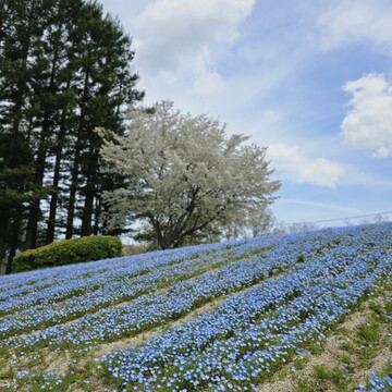 海外のような景色広がる公園