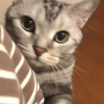 「一緒に来て！」ママを呼ぶ猫（動画）