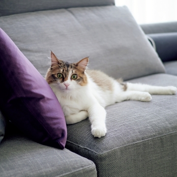 【あの人の溺愛ねこ図鑑 第5回】大草直子さんの愛猫はかわいい一家の見守り役♡