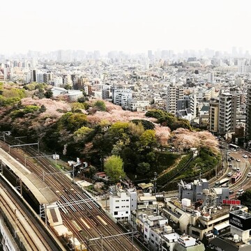 【王子・飛鳥山公園】夕方から夜桜鑑賞