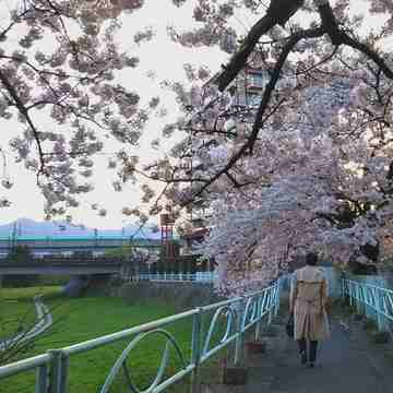 岩手の桜は今が満開です