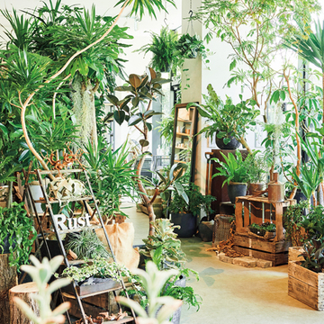 頼れる知識と素敵なセンスがある「都内のグリーンショップ」2選【グリーンを育てる幸せ、飾る楽しみ】