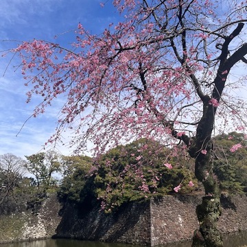 今年の桜