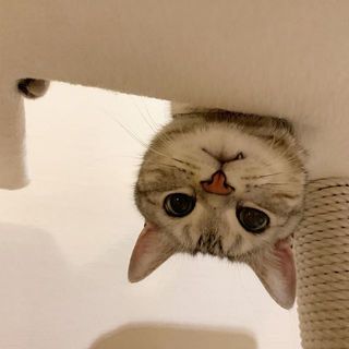 逆さから、こんにゃちわ！