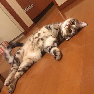 クニャ〜。謎ポーズで気をひく、面白キャット