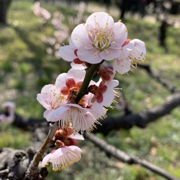 大阪城公園の梅林と至福のイチゴパルフェ