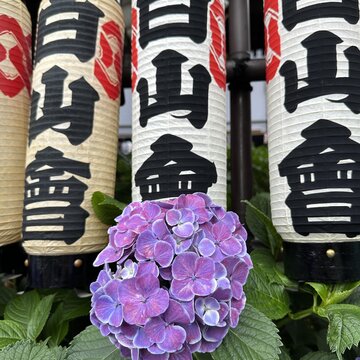 あじさいまつり@白山神社