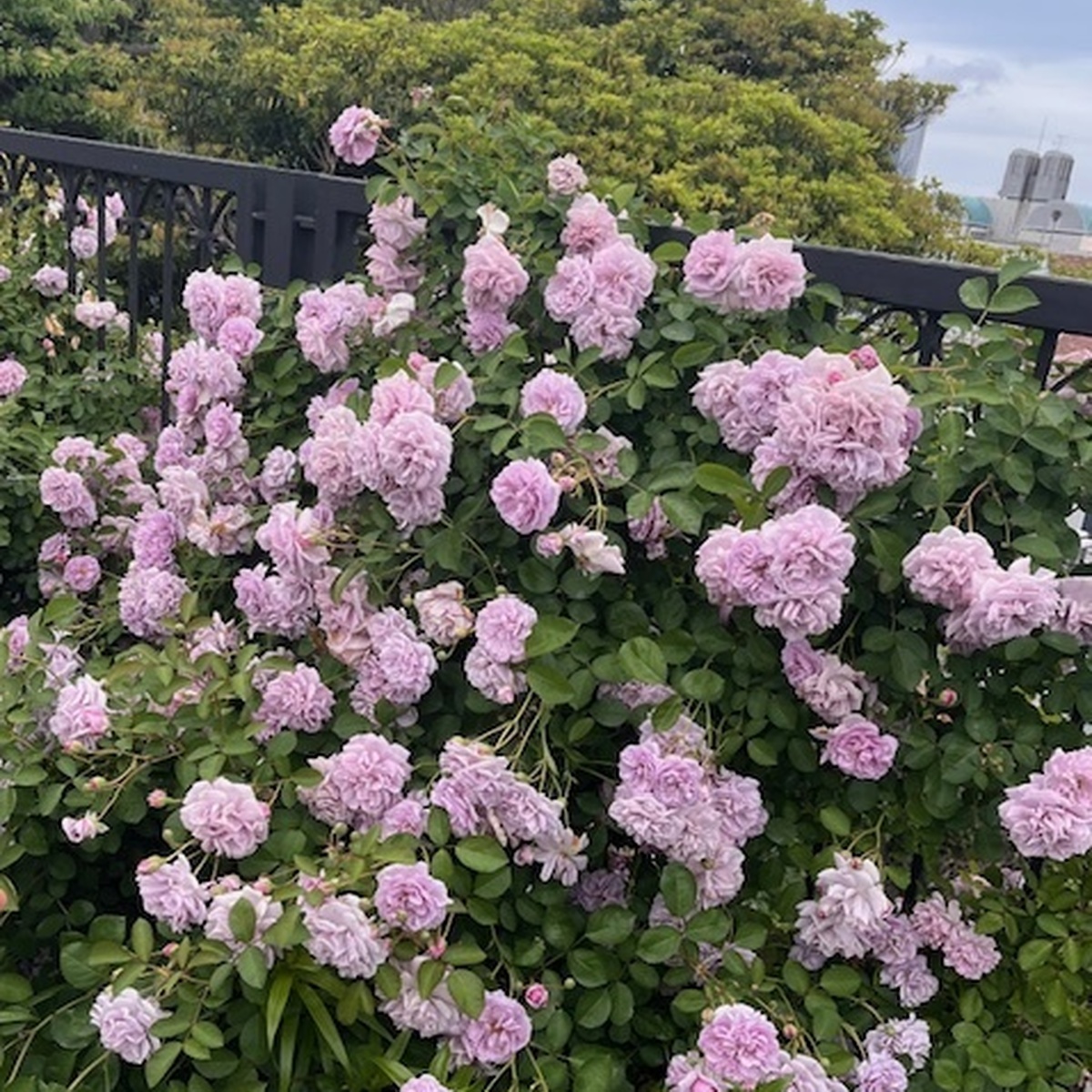 横浜ローズウイーク　港の見える丘公園は沢山のバラで溢れています。そしてランチは元町へ。おすすめのコースです。