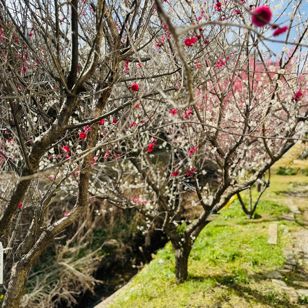 梅が満開、春はもうすぐそこですね！