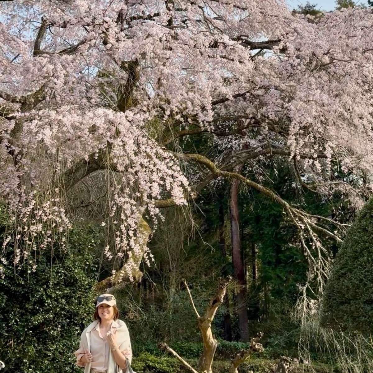 しだれ桜ととらやのお菓子♡