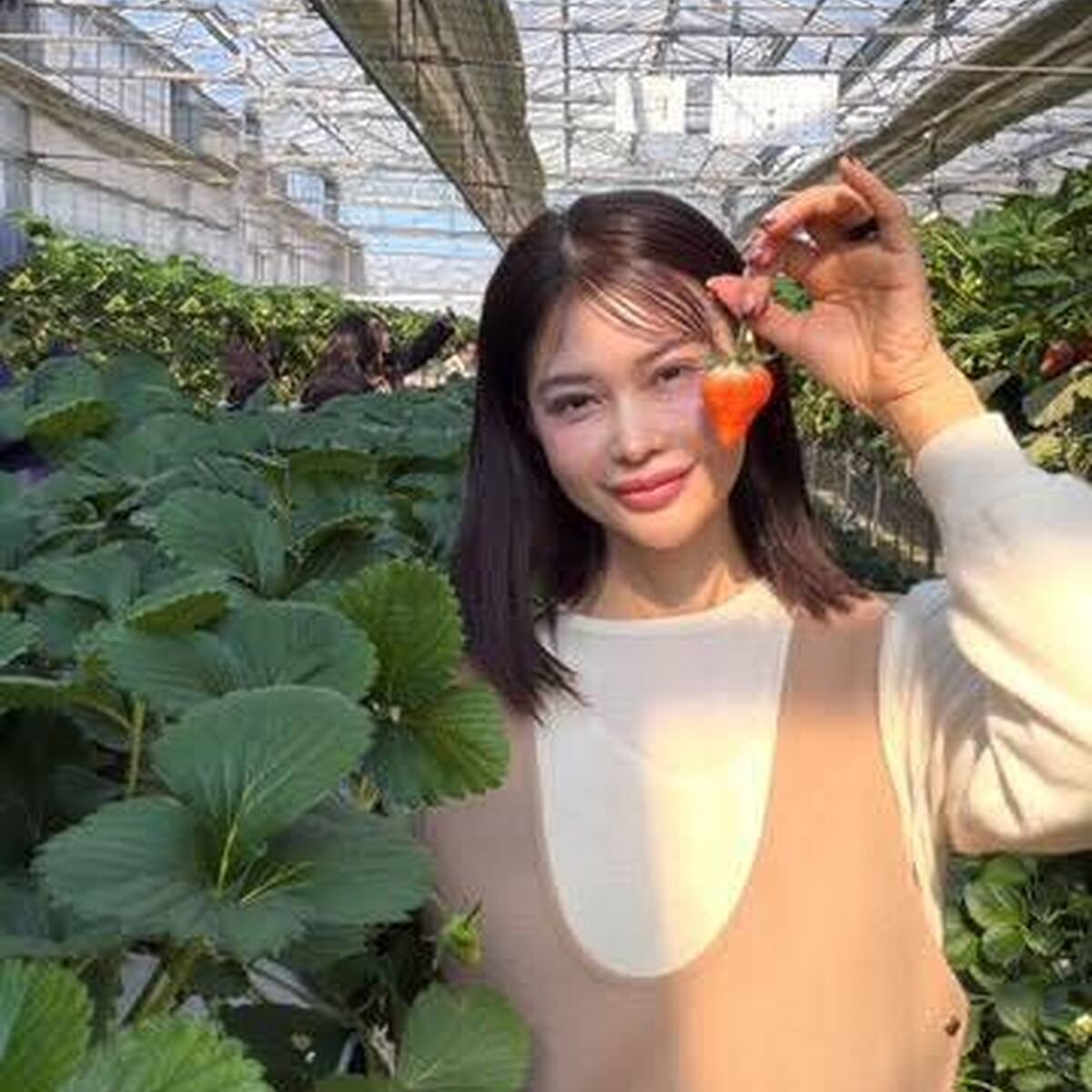 旬を味わう｜富津市でいちご狩り体験