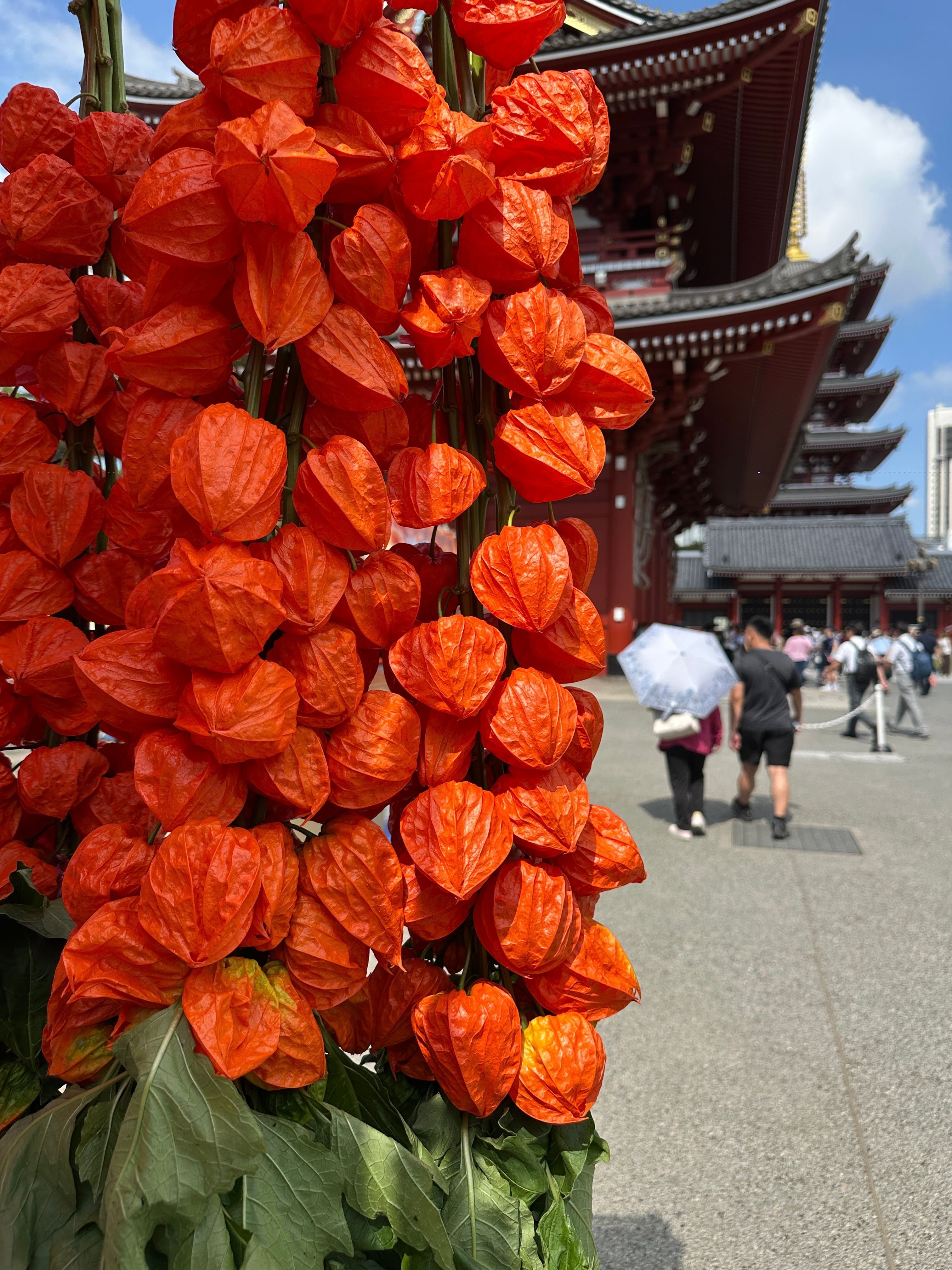 四万六千日・ほおずき市へ