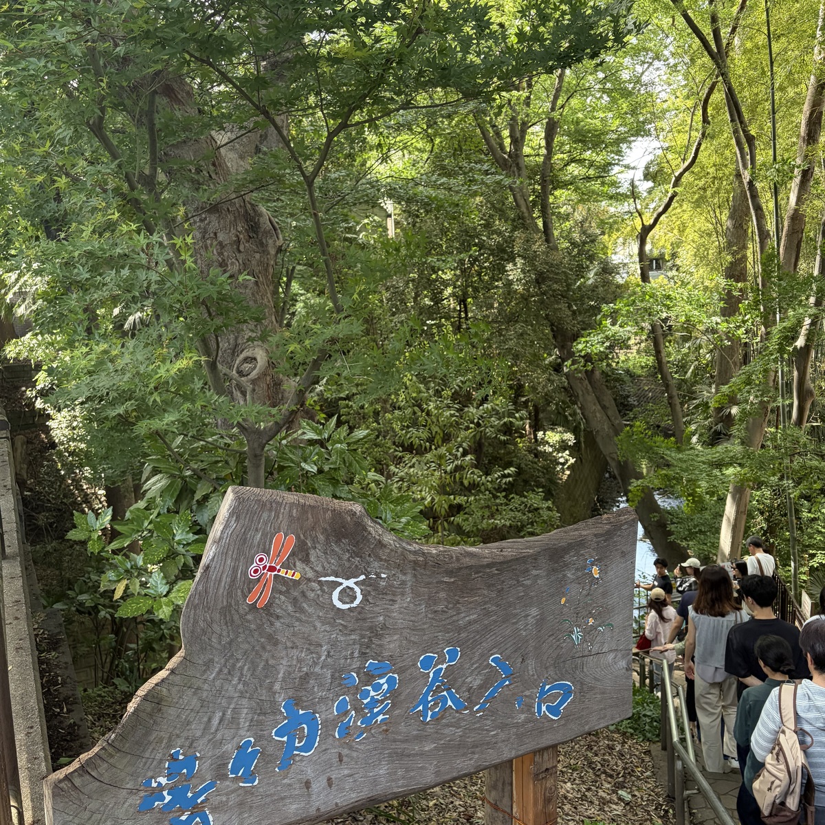 東京23区唯一の渓谷、約３年ぶりに全面開放した等々力渓谷で森林浴を満喫♪今年初のかき氷も！